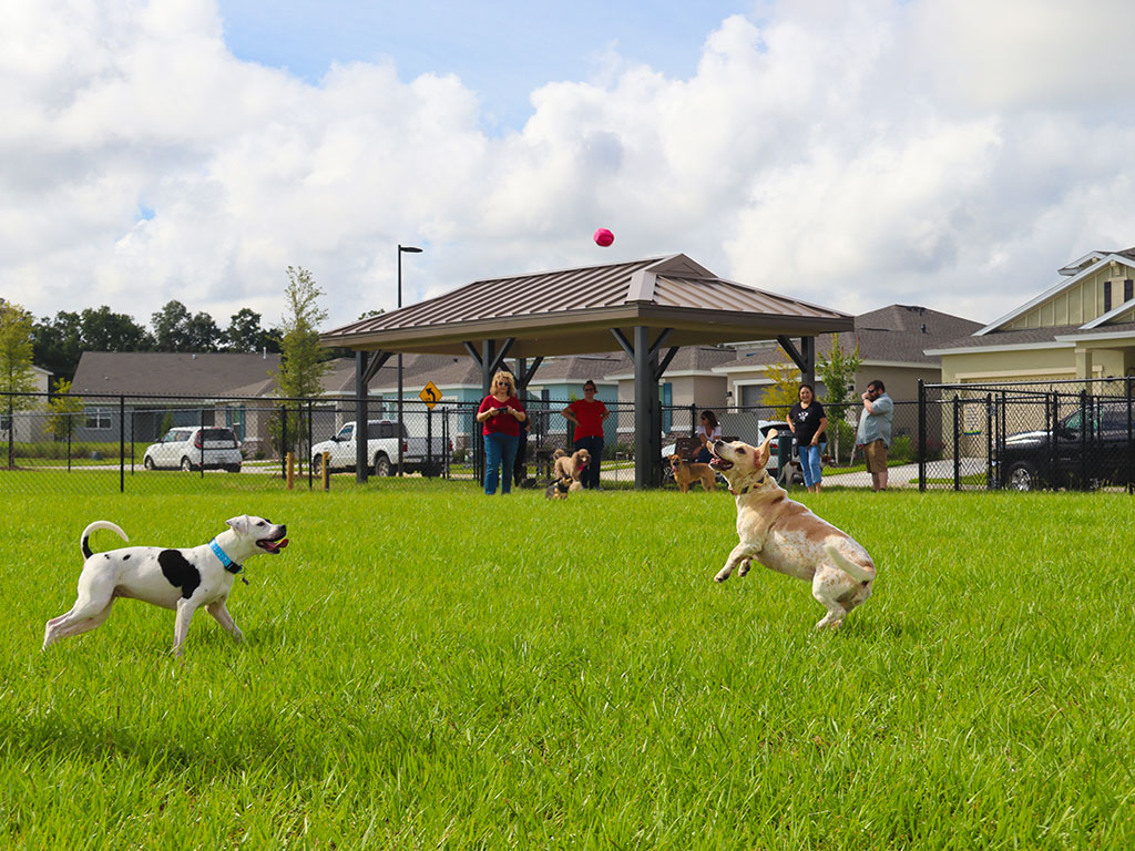Dogs enjoying the Bark Park at Calesa Township Ocala FL