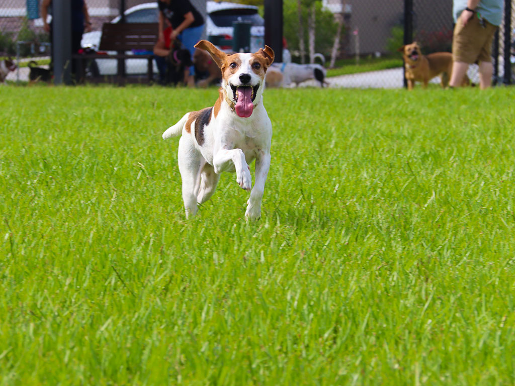 Dog running and enjoying the Calesa Township dog park